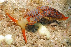 Moridilla brockii from Exmouth in Westren Australia. Niko... by Brian Mayes 